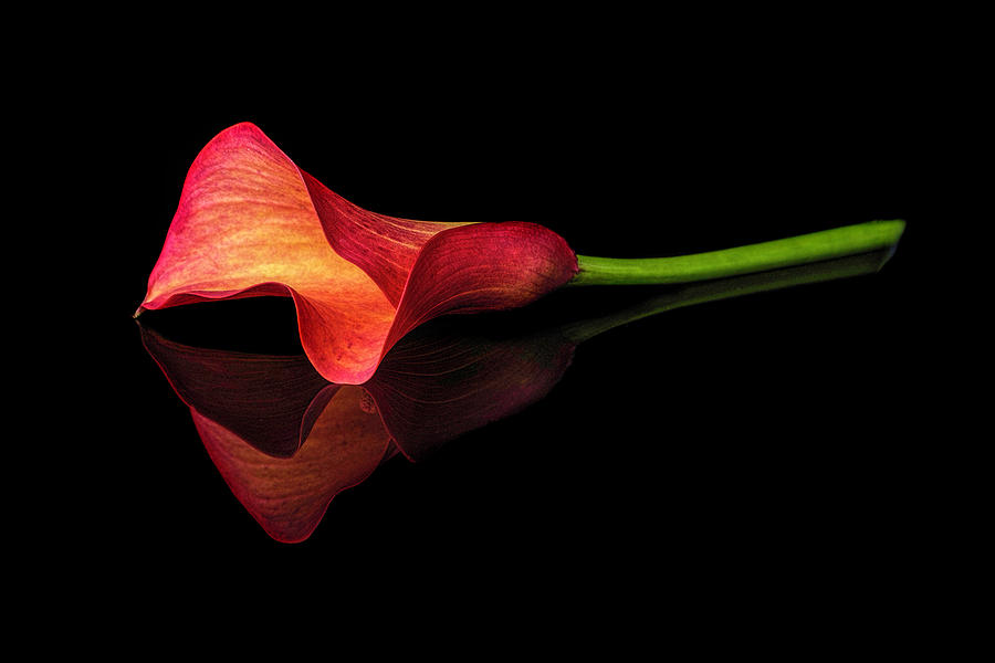 Resting Calla Lily Photograph by Michelle Whitmore