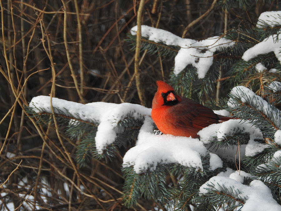 Winter Photograph - Resting Cardinal by Betty-Anne McDonald