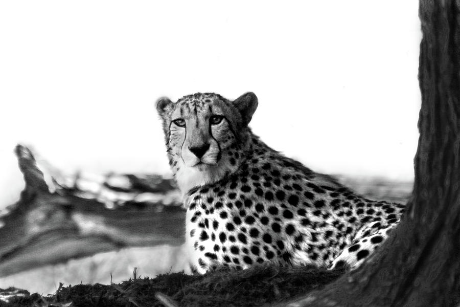 Resting Cheetah B And W Photograph