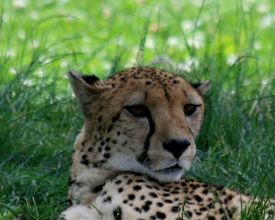 Resting Cheetah Closeup Photograph by George Jones