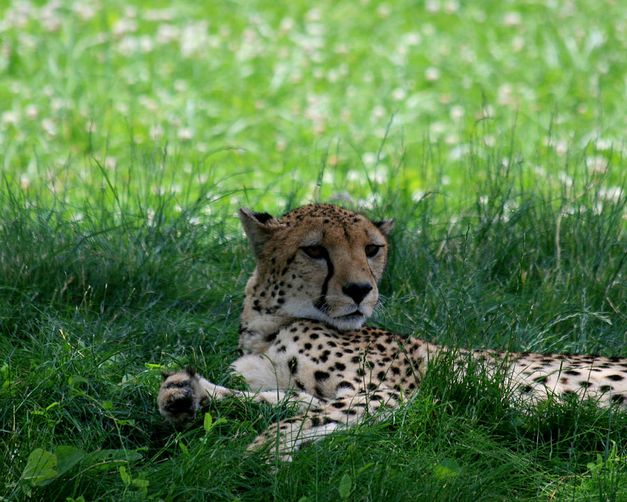 Resting Cheetah Photograph by George Jones