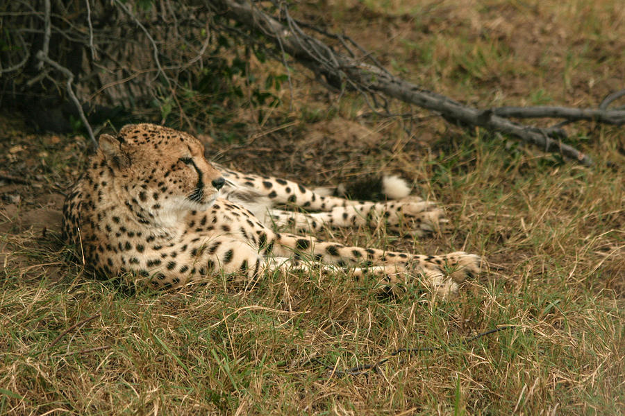 Resting Cheetah Photograph by Karen Zuk Rosenblatt
