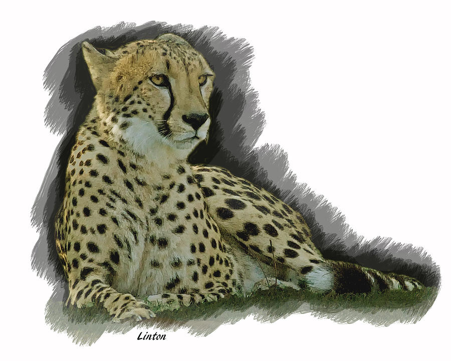 Resting Cheetah Digital Art by Larry Linton