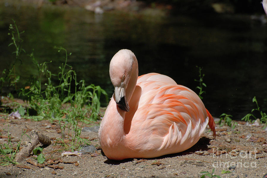 Flamingo Photograph - Resting Chilean Flamingo Bird by DejaVu Designs