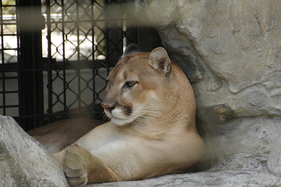 Resting Cougar  Photograph by Valerie Collins