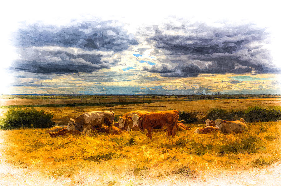 Resting cows Art Photograph by David Pyatt