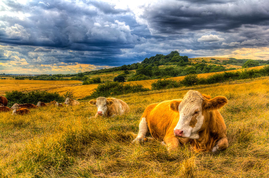 Resting Cows Photograph by David Pyatt