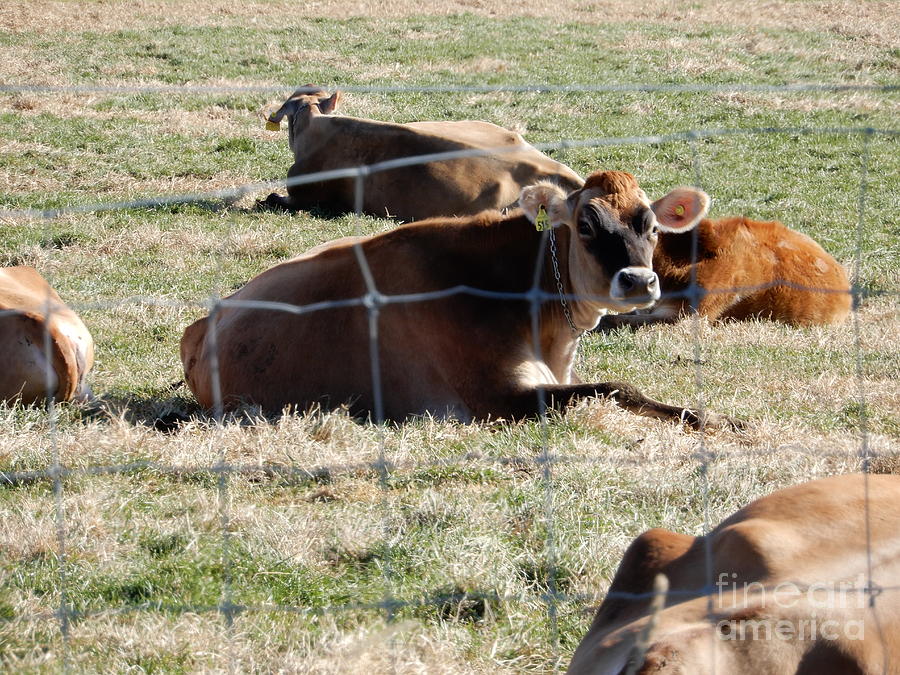 Resting Dairy Cows Photograph by Christine Clark