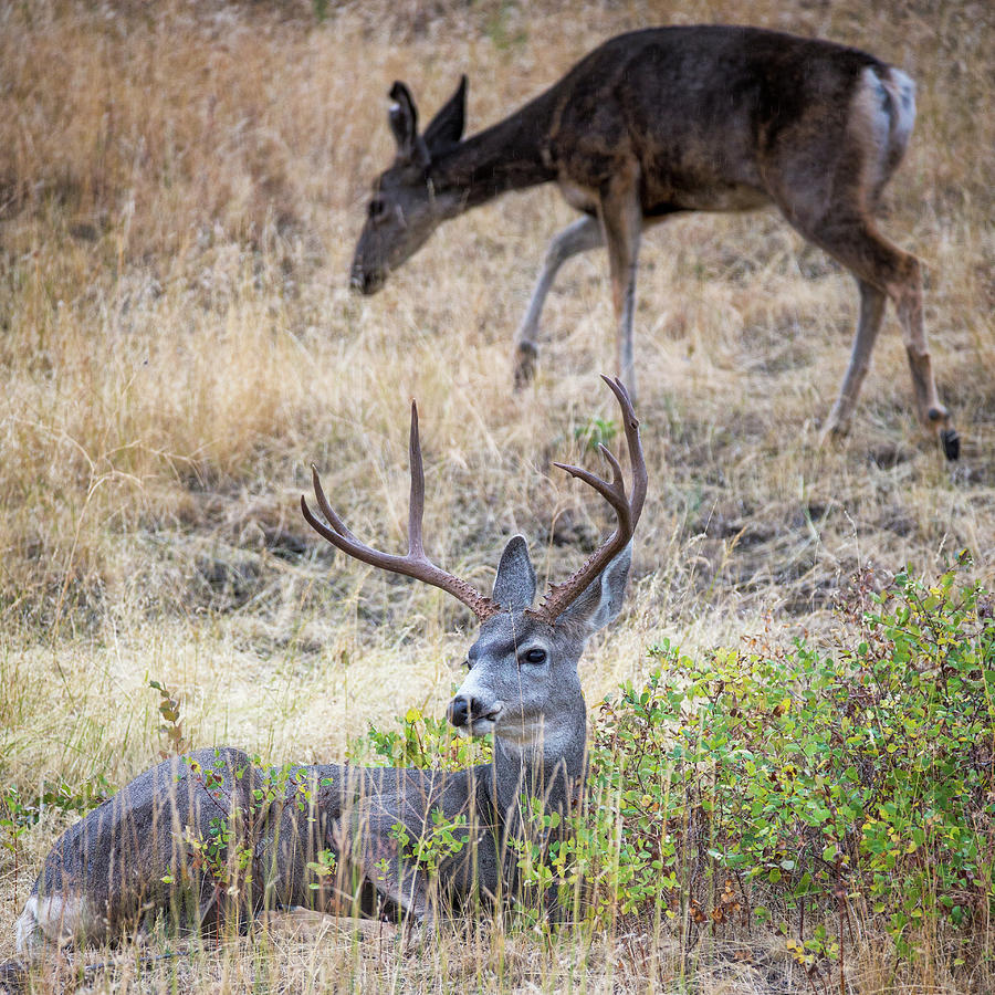Resting Deer Photograph by Alex Mironyuk