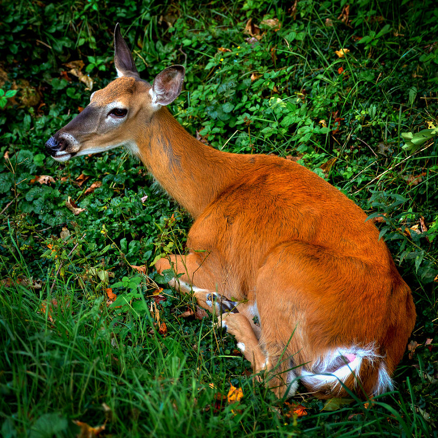 Resting Doe Photograph by David Patterson