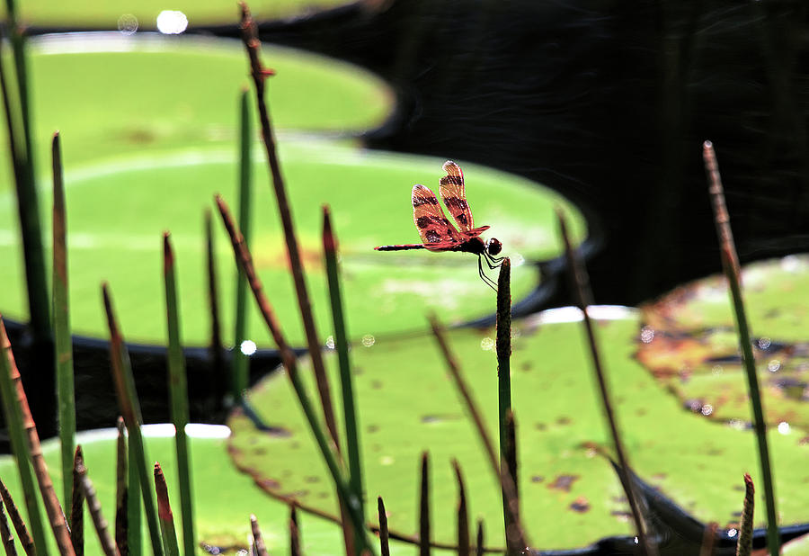 Resting Dragonfly by Karl Ford Resting Dragonfly by Karl Ford