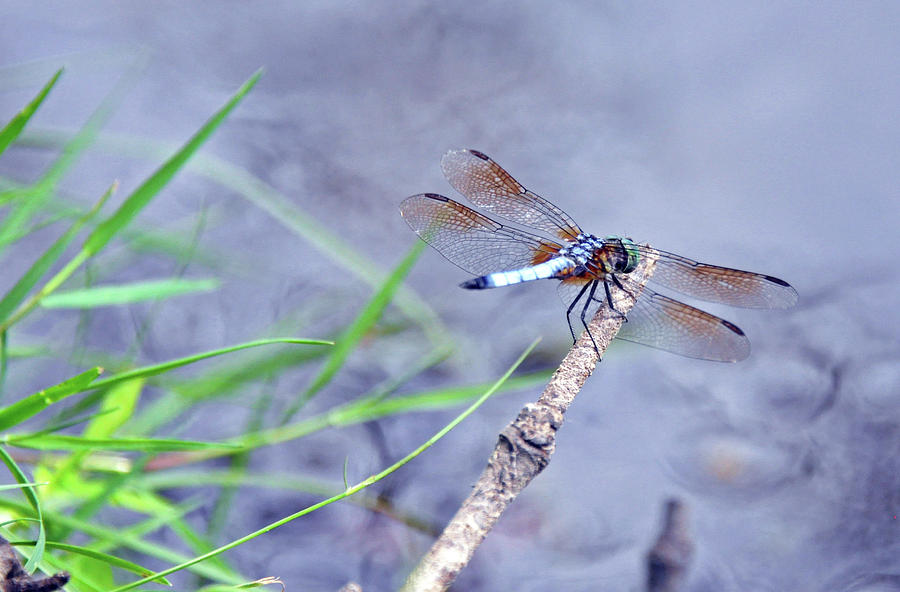 Resting Dragonfly Photograph by Kay Lovingood