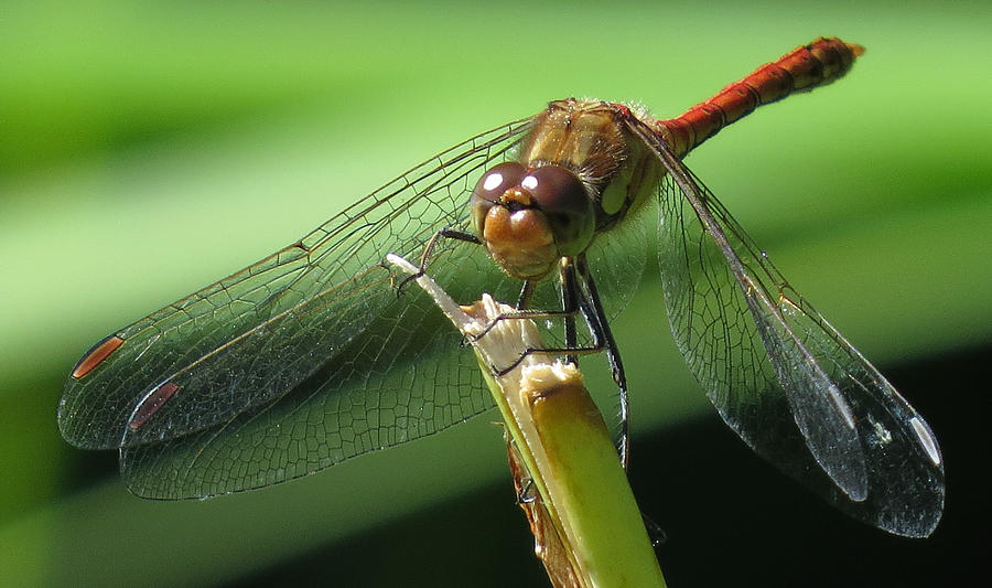 Resting Dragonfly1 Photograph by John Topman