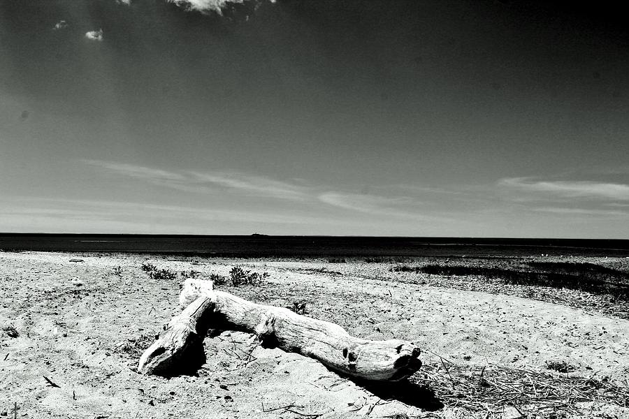 Resting Driftwood Photograph by Catie Canetti