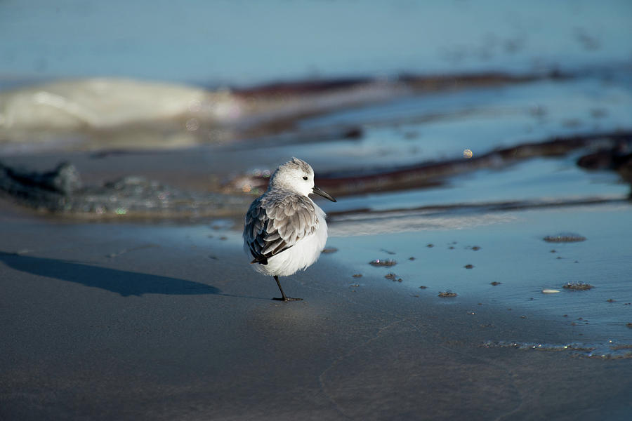 Resting Dunlin Photograph by Frank Madia