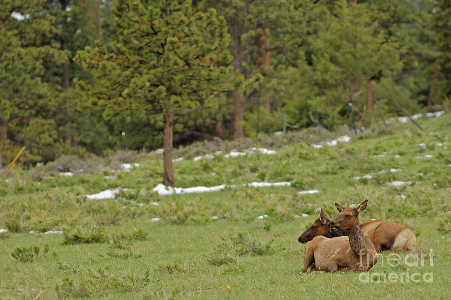 Resting Elk in the Rockies Photograph by Natural Focal Point Photography