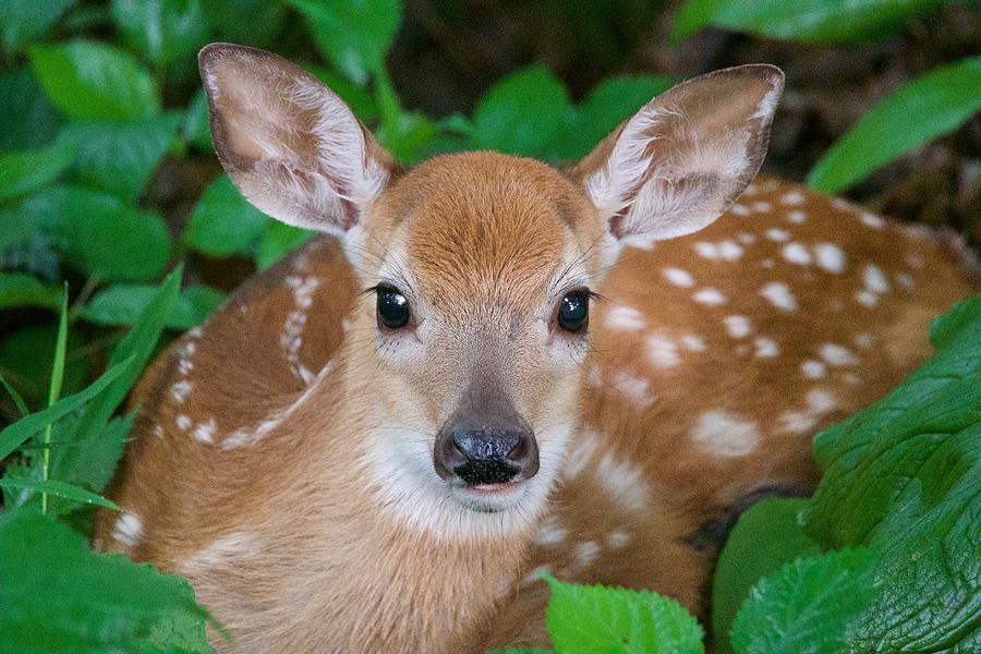 Resting Fawn Photograph by Michael Peychich