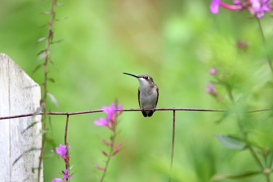 Resting Female Hummingbird Photograph by Brook Burling