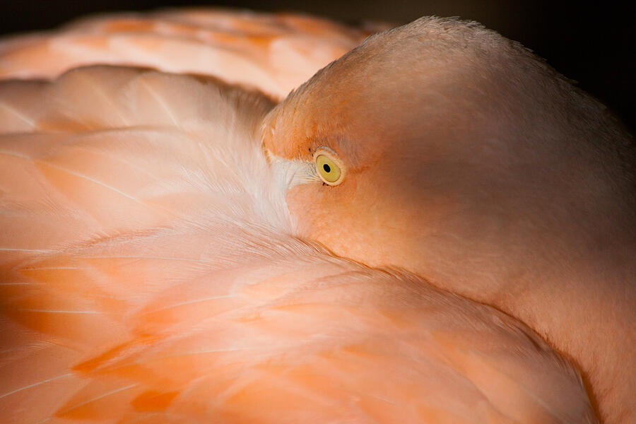 Resting Flamingo Photograph by Karol Livote