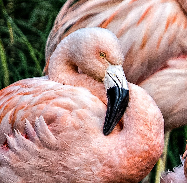Resting Flamingo Photograph by Mary Jo Allen