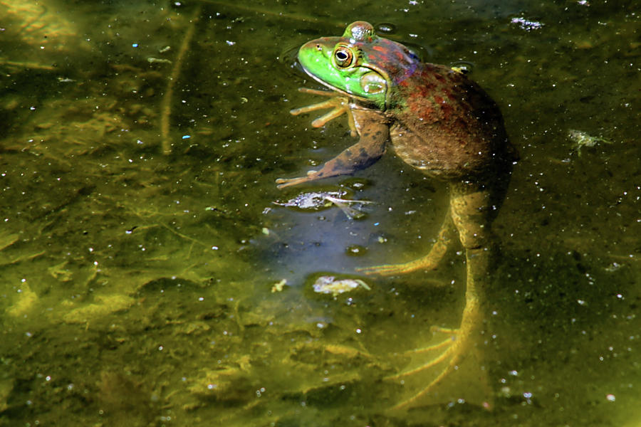 Bullfrog Photograph - Resting by Gaby Swanson Bullfrog Photograph - Resting by Gaby Swanson