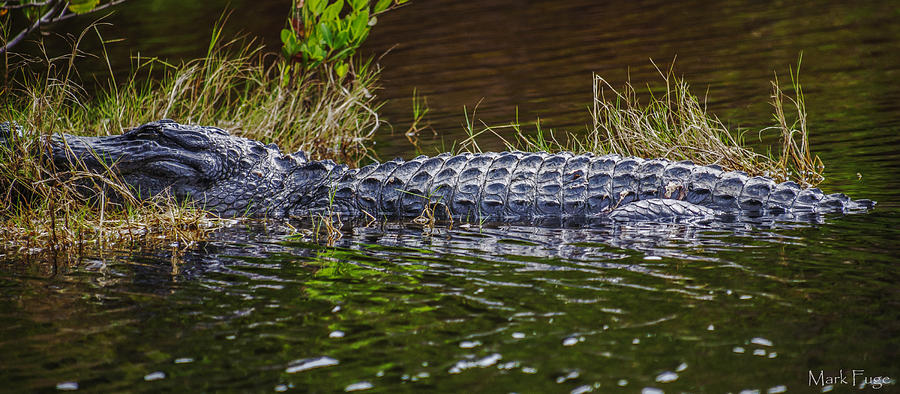 Usa Photograph - Resting Gator by Mark Fuge