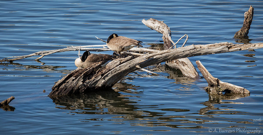 Resting Geese Photograph by Aaron Burrows