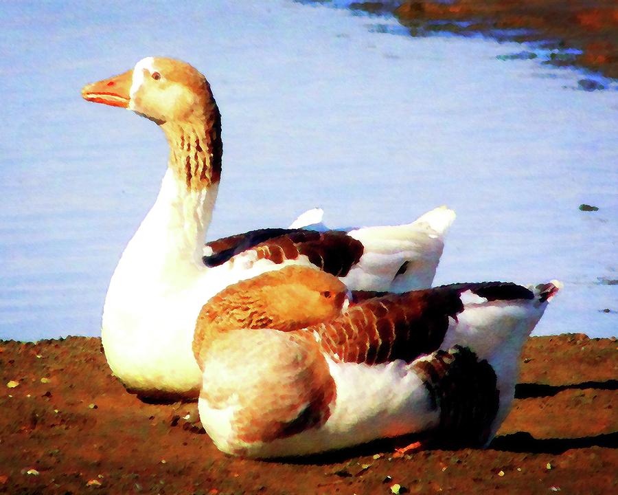 Resting Geese Photograph by Timothy Bulone