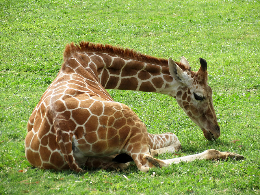 Resting Giraffe Photograph by Laurel Powell