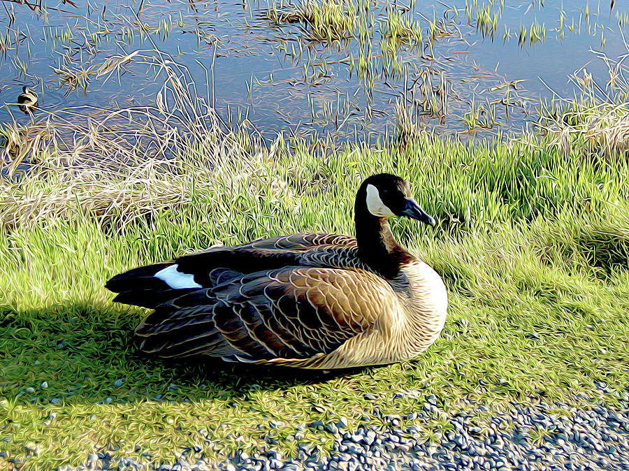 Resting Goose Photograph by Linda Carruth