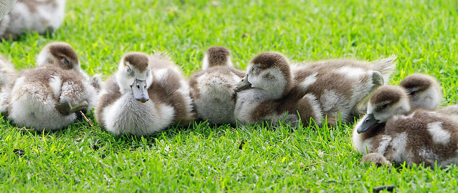 Resting Goslings Photograph by Shoal Hollingsworth