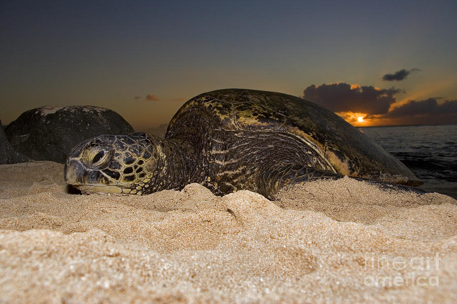 Resting Green Sea Turtle Photograph by Dave Fleetham - Printscapes