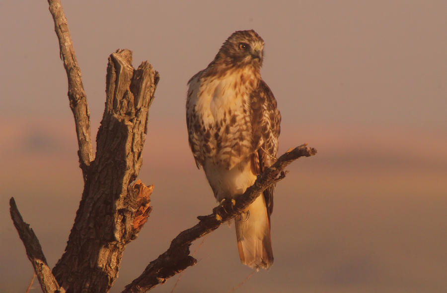 Hawk Photograph - Resting hawk by Jeff Swan