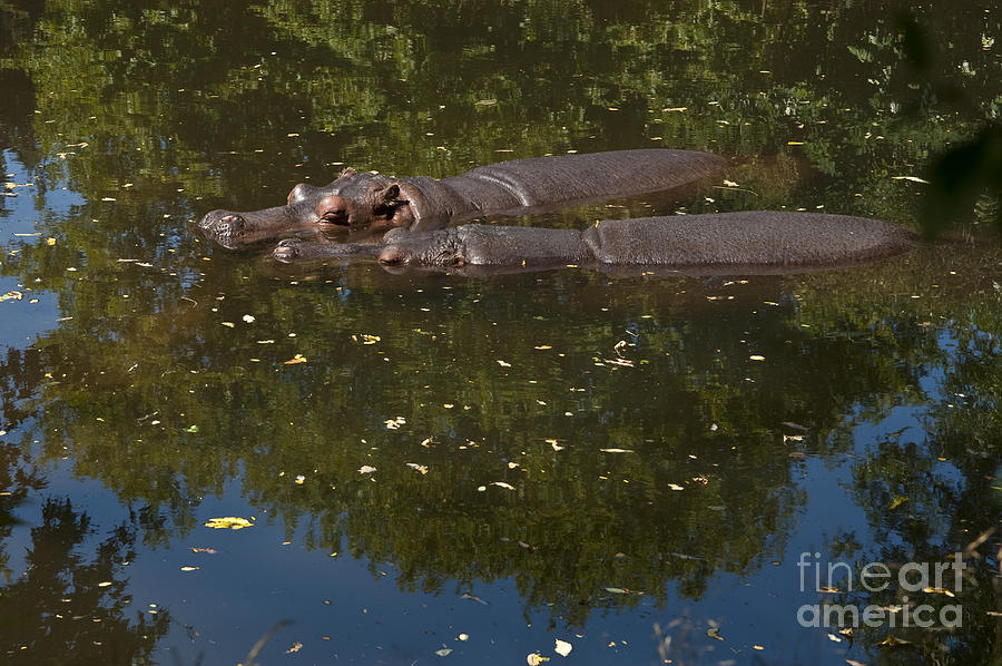 Resting Hippopotamuss Photograph by Jim Corwin