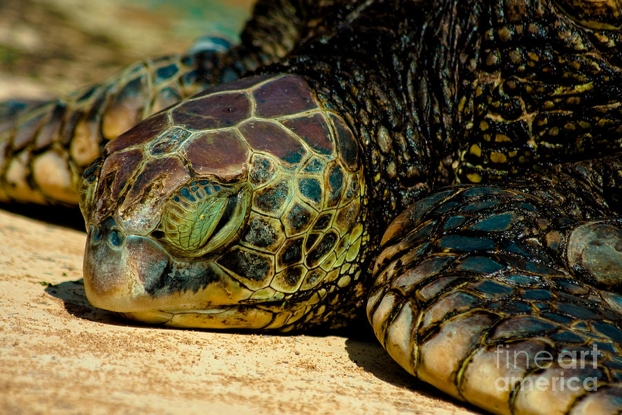 Turtle Photograph - Resting Honu by Kenton Wandasan