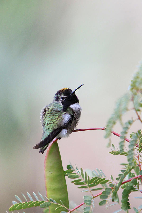 Resting Hummer Photograph by Shoal Hollingsworth