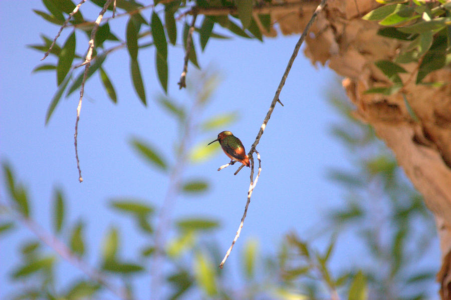 Resting Hummingbird Photograph by Brad Scott