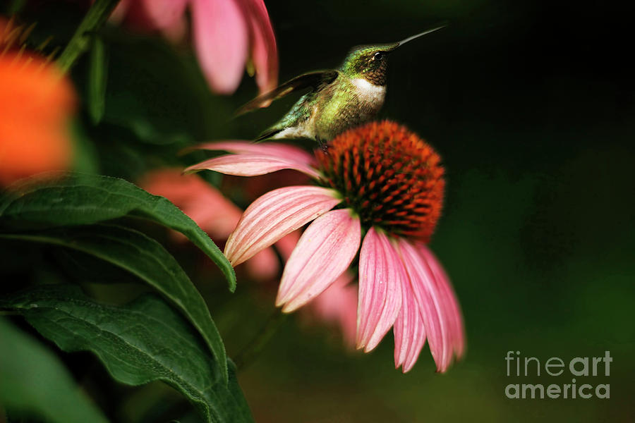 Hummingbird Photograph - Resting Hummingbird by Darren Fisher
