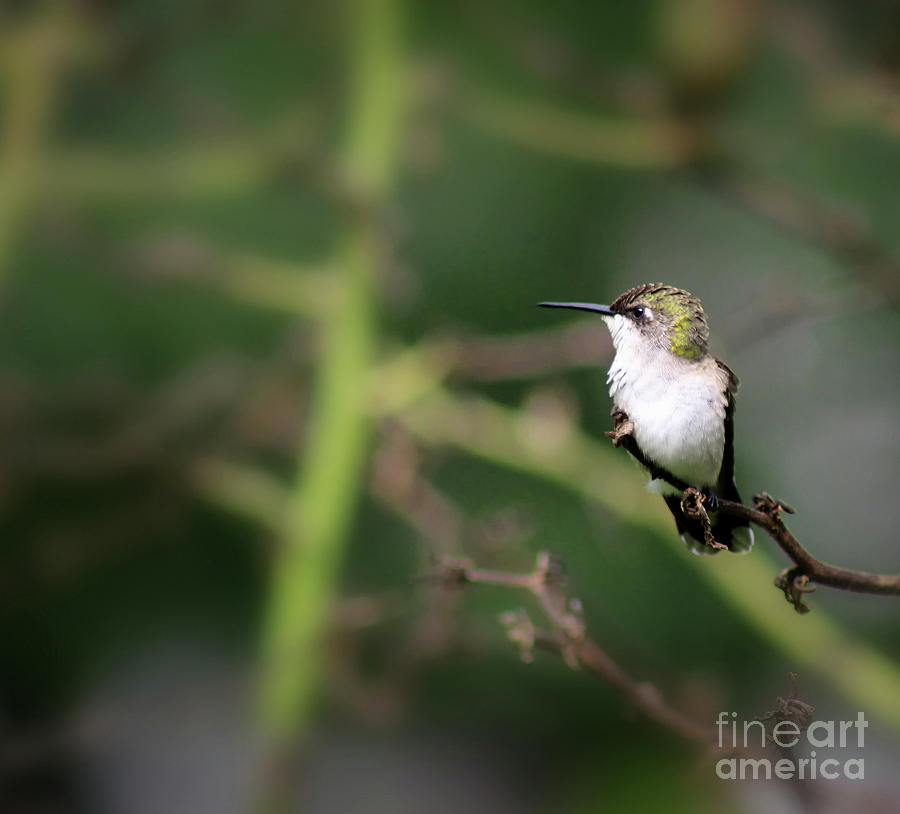Resting Hummingbird Photograph by Karen Adams