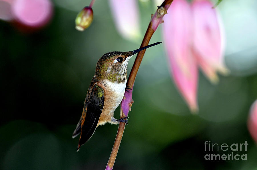 Resting Hummingbird Photograph by Laura Mountainspring