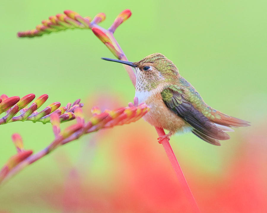 Resting Hummingbird Photograph by Steve McKinzie