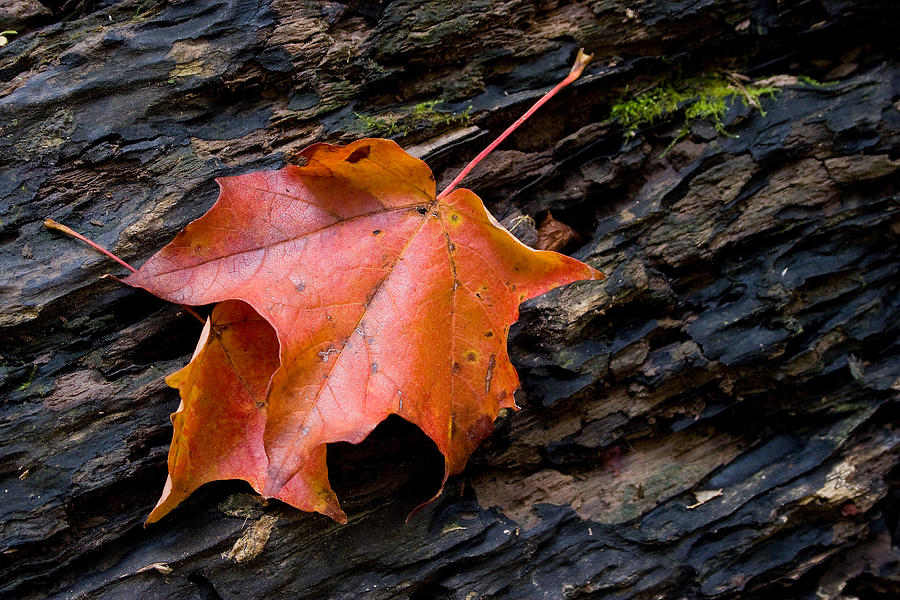 Fall Photograph - Resting Leaves by Carol Hathaway