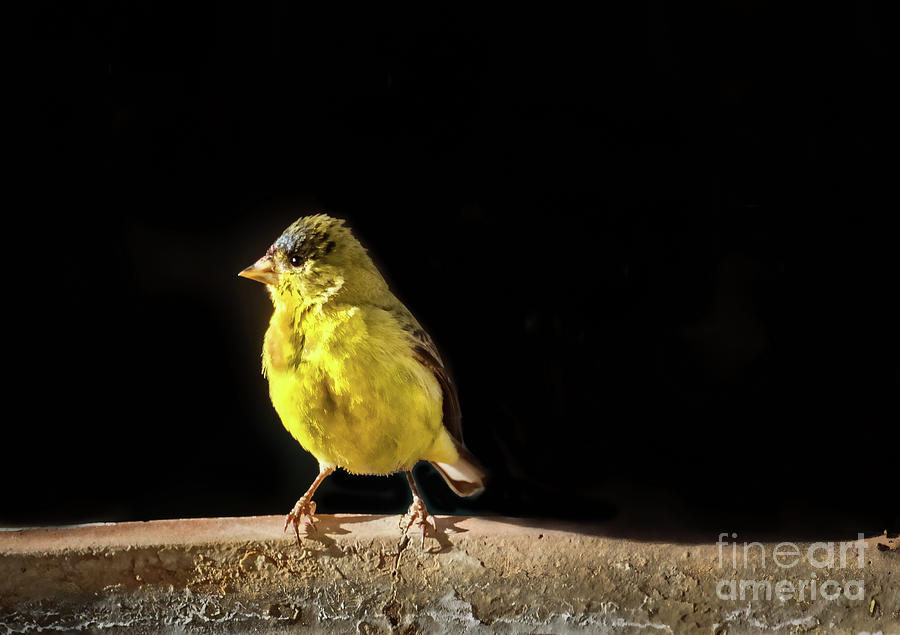 Resting Lesser Goldfinch Photograph by Robert Bales