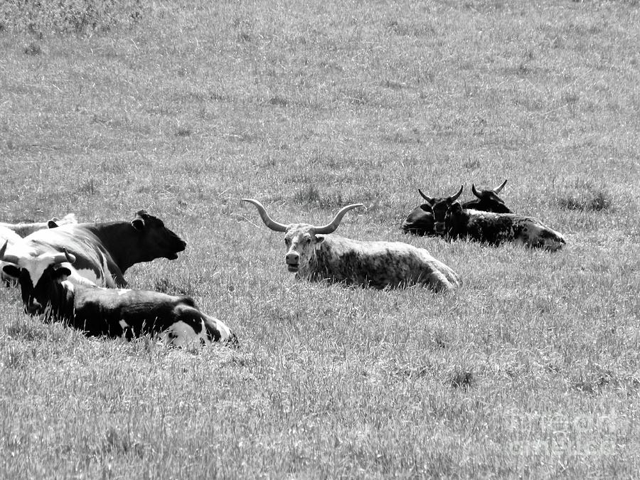 Resting Longhorns BW 001 Photograph by Jor Cop Images