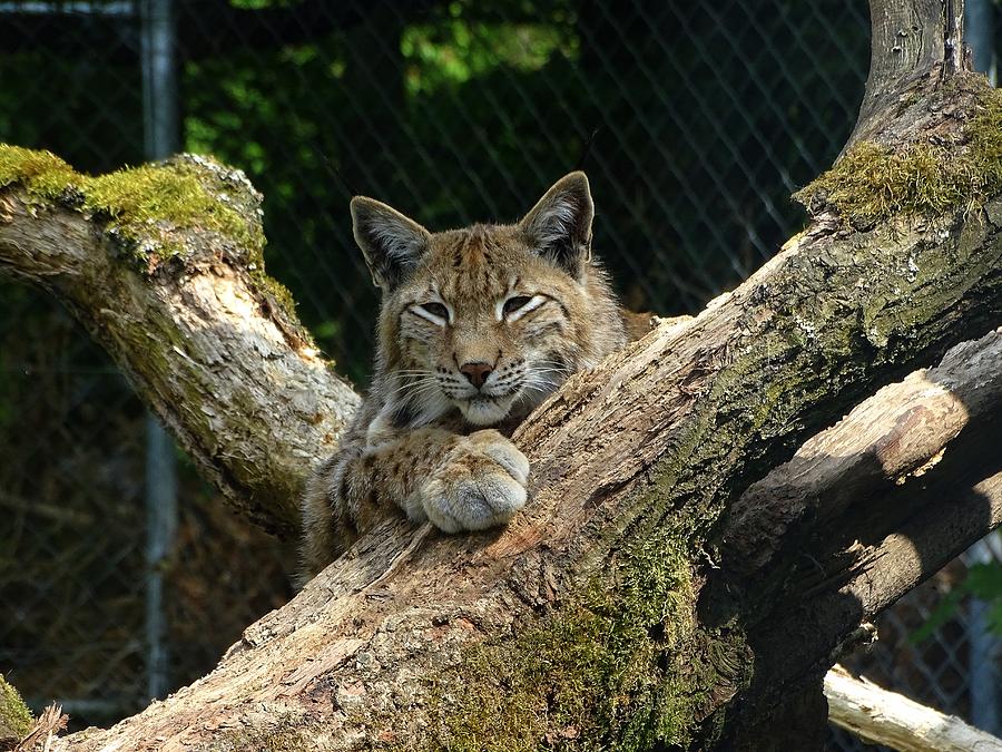 Animal Photograph - Resting Lynx by Mhiss Little