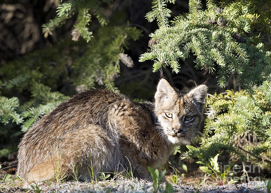 Resting Lynx Photograph by Shannon Carson