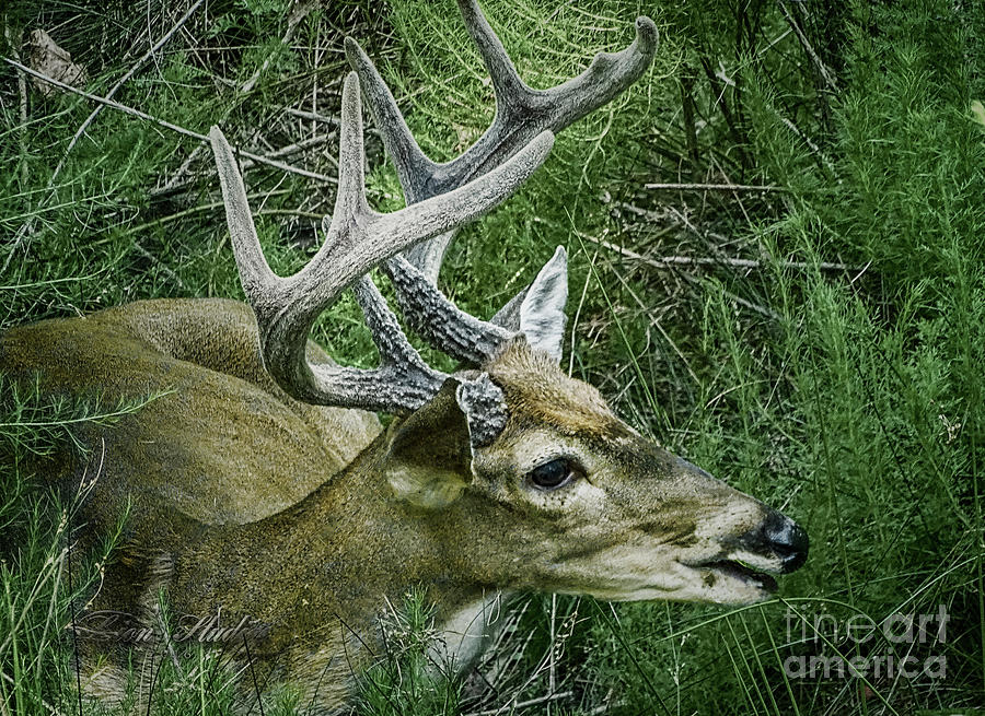 Resting Male Deer Photograph by Melissa Messick