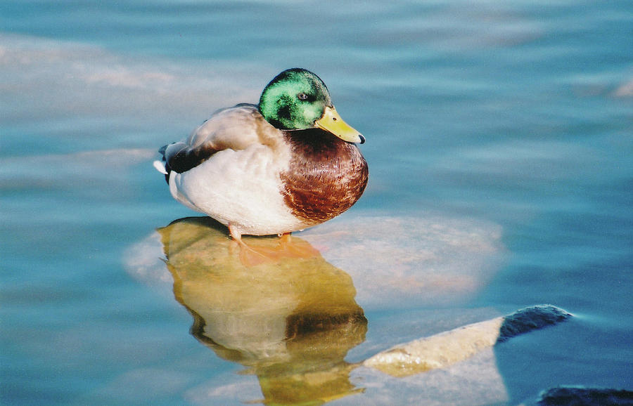 Resting Mallard by Tom Potter Resting Mallard by Tom Potter