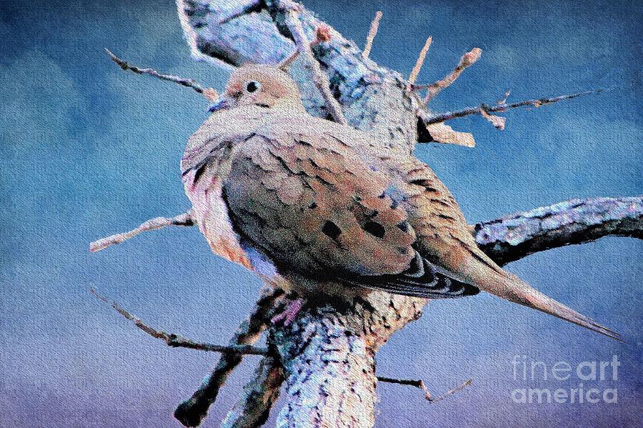 Dove Photograph - Resting Mourning Dove by Janette Boyd