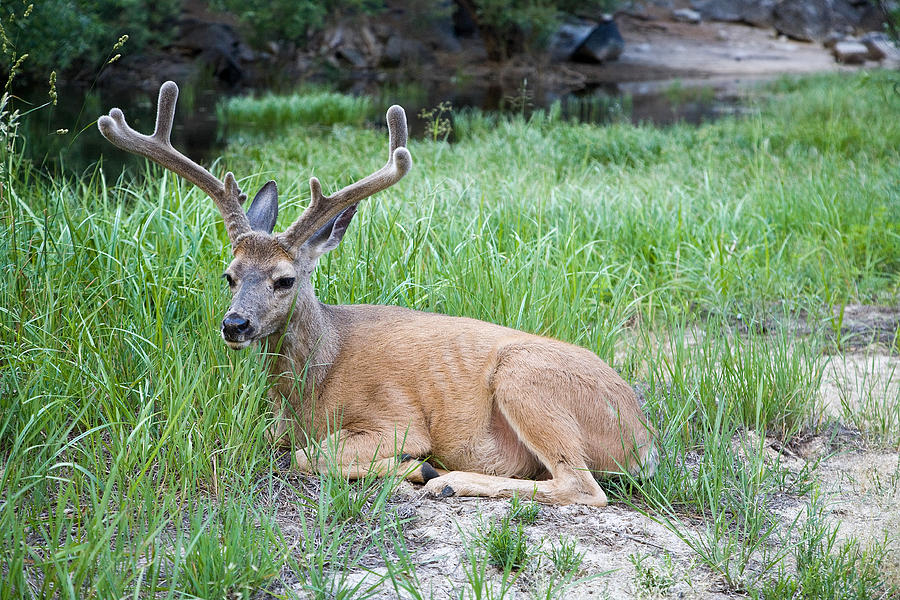 Resting Mule Deer Photograph by James Marvin Phelps - Fine Art America